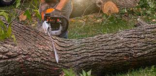 How Our Tree Care Process Works  in  Virginia, IL